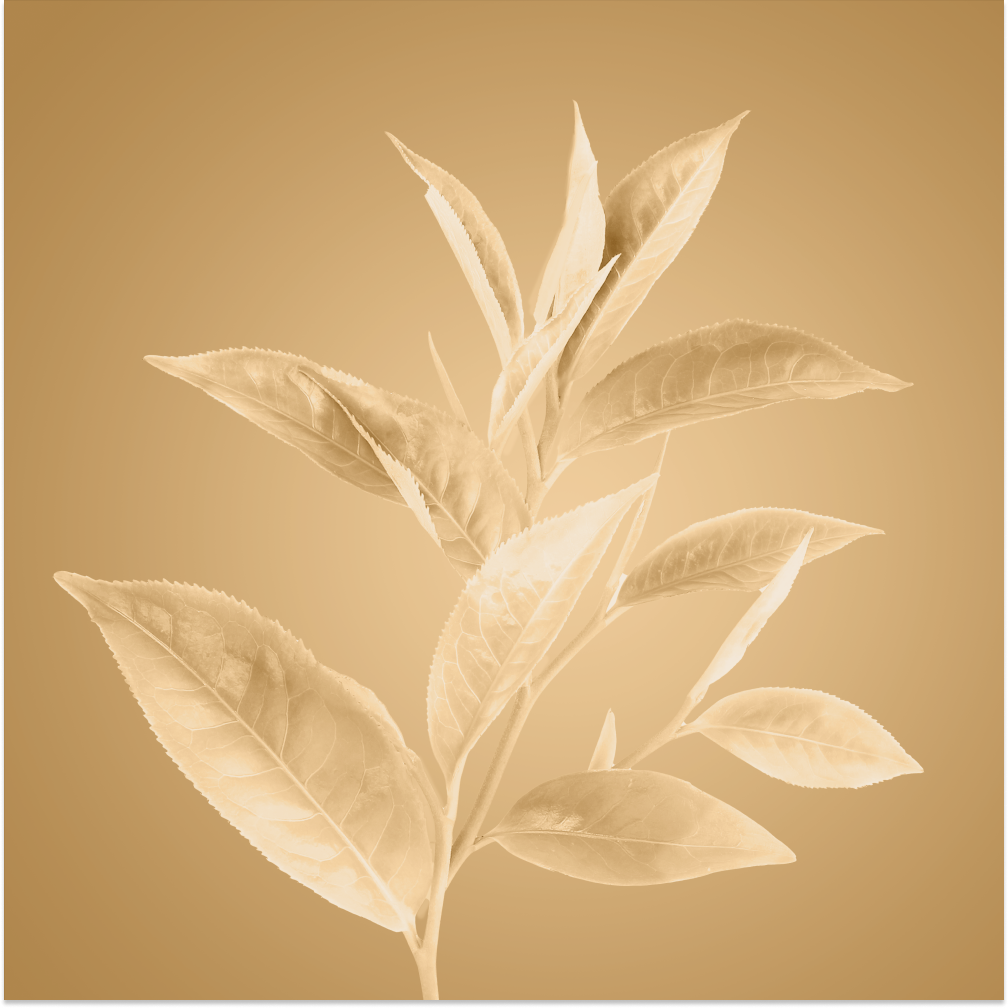The Scoop on L-Theanine